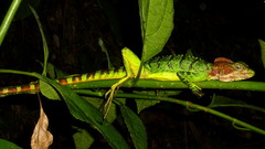 Western Basilisk photo 4