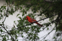 Cardinalis cardinalis