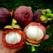 Mangosteen - Photo (c) Ahmad Fuad Morad, some rights reserved (CC BY-NC-SA)