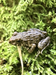 Fejervarya kawamurai