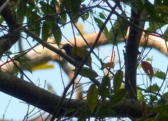 Rubigula cyaniventris
