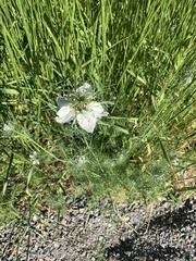 Nigella damascena