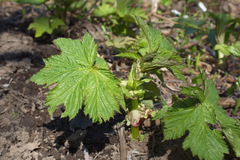 Filipendula camtschatica