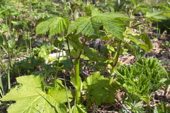 Filipendula camtschatica