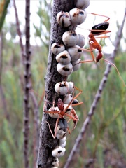 Leptomyrmex nigriventris