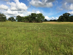 Baptisia alba macrophylla