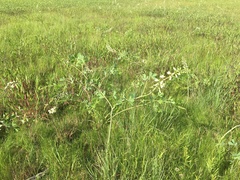Baptisia alba macrophylla