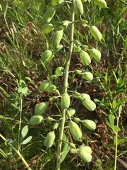 Baptisia alba macrophylla