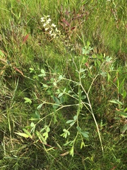 Baptisia alba macrophylla