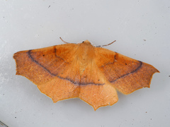 Tetracis cervinaria