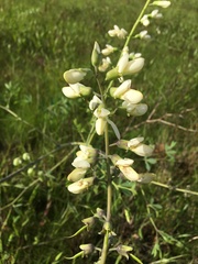 Baptisia alba macrophylla