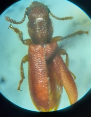 Zenodosus sanguineus