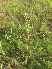 Baptisia alba macrophylla