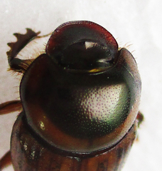 Euonthophagus flavimargo