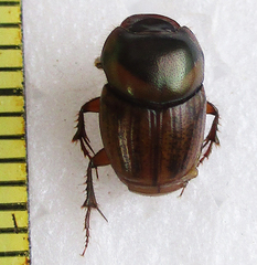 Euonthophagus flavimargo