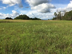 Baptisia alba macrophylla