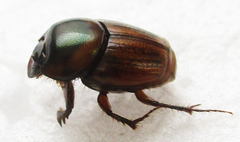 Euonthophagus flavimargo