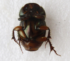 Euonthophagus flavimargo