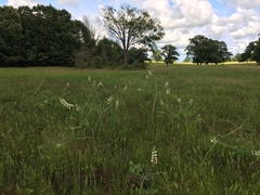 Baptisia alba macrophylla