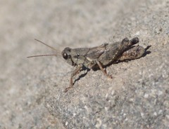 Melanoplus oreophilus