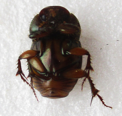 Euonthophagus flavimargo