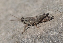 Melanoplus oreophilus