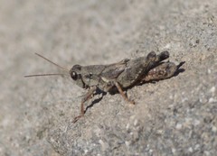 Melanoplus oreophilus