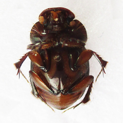Euonthophagus flavimargo