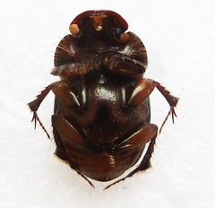 Euonthophagus flavimargo