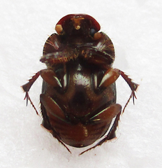 Euonthophagus flavimargo