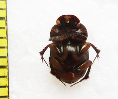 Euonthophagus flavimargo