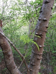 Piptadenia retusa