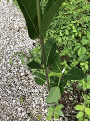 Asclepias amplexicaulis