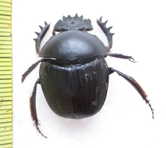 Scarabaeus zambesianus