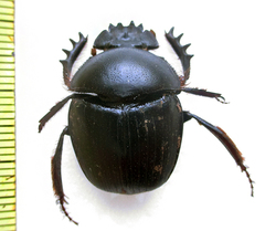 Scarabaeus zambesianus