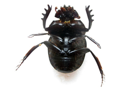 Scarabaeus zambesianus