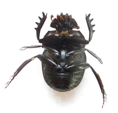 Scarabaeus zambesianus