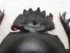 Scarabaeus zambesianus