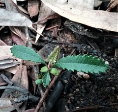 Banksia penicillata