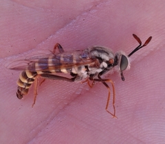Opomydas townsendi