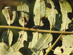 Rhyssomatus marginatus