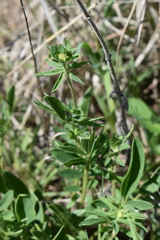 Anthyllis vulneraria