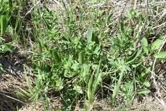 Anthyllis vulneraria