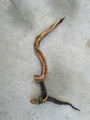 Adelphicos nigrilatum