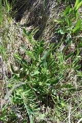 Anthyllis vulneraria