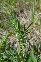 Anthyllis vulneraria