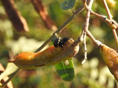 Rhyssomatus marginatus