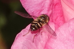 Lapposyrphus aberrantis