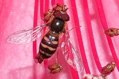 Lapposyrphus aberrantis