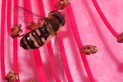 Lapposyrphus aberrantis